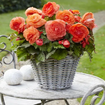 Obrázek produktu pro Begonia Superba Oranžová 1 ks velký květ bohatá kvetení begónie