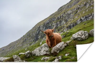 Produktbild von MuchoWow® Poster Tiere - Schottische Hochlandrind - Schottland 30x20 cm - Plakate - Print