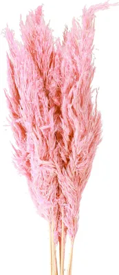 Produktbild von Elegantes Riedgras für dekorative Trocken-Arrangements, 10 Stück