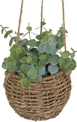 Produktbild von Zoe-Pflanze zum Aufhängen H17cm