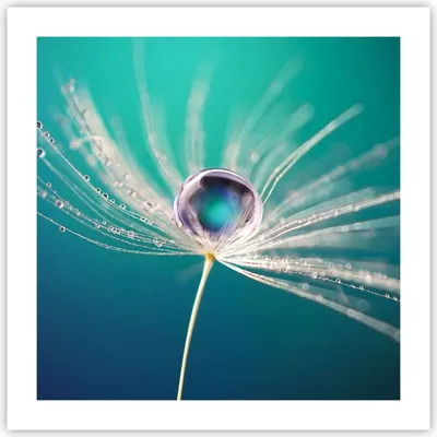 Produktbild von Poster - Poster ohne Rahmen - Pflanze Natur - 50x50 cm - Wand Bild - Wanddeko - Wandbilder - Kunstposter - Wandposter - Bilder - Kunstdruck - Wanddekoration - Wandbild - P2XAC50x50-3991