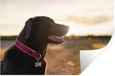 Produktbild von MuchoWow® Wandtattoo Wandsticker Wandaufkleber Ein Labrador Retriever bei Sonnenuntergang 30x20 cm Selbstklebend und Repositionierbar - Wierderverwendbar - Selbstklebend