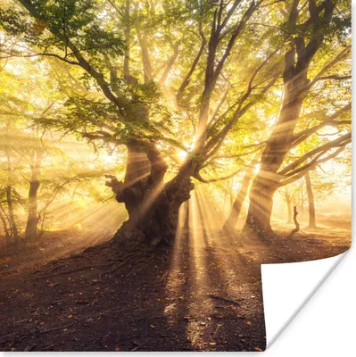 Produktbild von MuchoWow® Poster Baum - Wald - Sonne 75x75 cm - Wand Dekoration