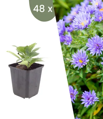 Image de Plants by Frank | 48 Plantes d’aster 'Mönch' | Aster x frikartii 'Mönch' | Plantes vivaces rustiques | Floraison abondante | Plantes de jardin