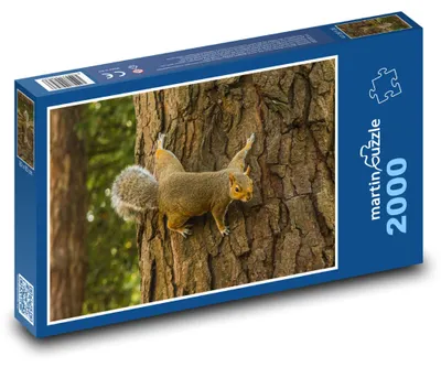 Zdjęcie produktu dla martinpuzzle - Puzzle 2000 - Veverka - las, drzewa