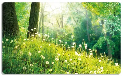 Produktbild von Wallario Frühstücksbrettchen aus Glas, je 14 x 23 cm, mit rutschfesten Füßen, Motiv Pusteblumen im Wald mit einfallenden Sonnenstrahlen