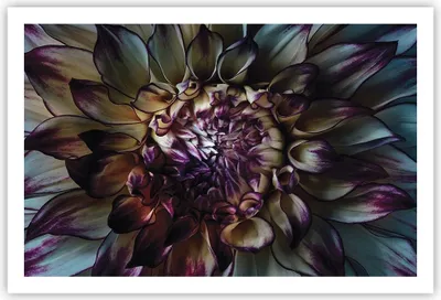 Produktbild von Poster - Poster ohne Rahmen - Blätter Agave Blume - 91,5x61 cm - Wand Bild - Wanddeko - Wandbilder - Kunstposter - Wandposter - Bilder - Kunstdruck - Wanddekoration - Wandbild - P2XAA91x61-5122