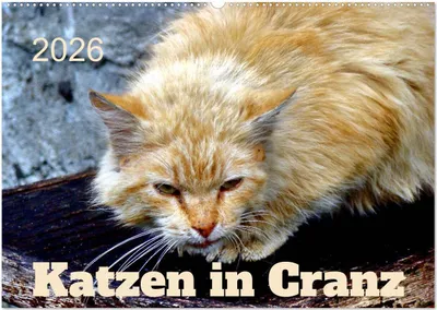 Produktbild von Katzen in Cranz (Wandkalender 2026 DIN A2 quer), CALVENDO Monatskalender