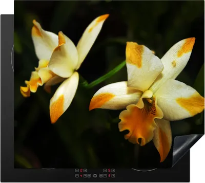 Produktbild von KitchenYeah© Herdabdeckplatte Zwei Orchideenblüten , 59x52cm, Küche Deko, Glaskeramikkochfeld Herdabdeckung, Abdeckplatte fùr Kochfeld