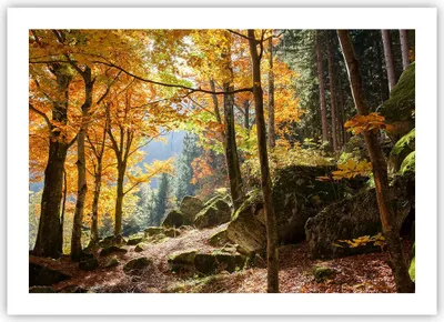 Produktbild von Poster - Poster ohne Rahmen - Herbst berg wald natur - 70x50 cm - Wand Bild - Wanddeko - Wandbilder - Kunstposter - Wandposter - Bilder - Kunstdruck - Wanddekoration - Wandbild - P2XAA70x50-2713