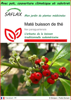 Image de SAFLAX Garden to go - Maté buisson de thé - 10 graines - Ilex