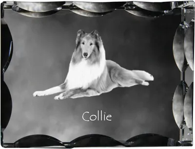 Obrázek produktu pro Kolie drsnosrstá - krystal s fotografií psa, skleněná soška s fotografií, jedinečný rám s fotografií značky Art-Dog