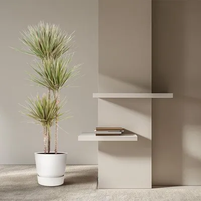 Immagine prodotto di Dracaena Bicolore - 150 cm - Ø24