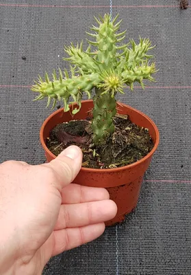 Image de Cylindropuntia spinosior