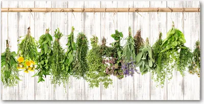 Produktbild von Tulup® Glas-Bild - 100x50 -Wandkunst - Wandbild hinter gehärtetem Sicherheitsglas  - Blumen & Pflanzen - Kräuter an Schnur - Grün