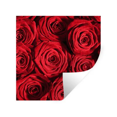 Produktbild von MuchoWow® Wandtattoo Wandsticker Wandaufkleber Rosen - Rose - Rot 80x80 cm Selbstklebend und Repositionierbar - Wierderverwendbar - Selbstklebend