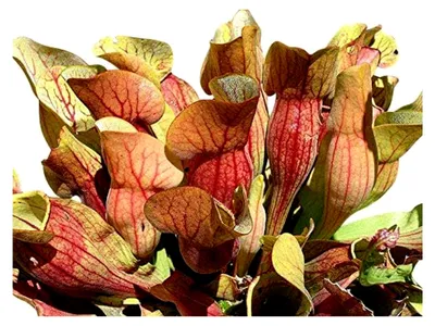 Produktbild von Rote Schlauchpflanze (Sarracenia purpurea) 10 frische Samen - Winterhart -