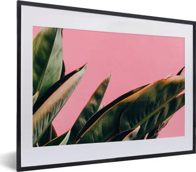 Produktbild von MuchoWow® Gerahmtes Poster Pflanzen - Frauenzunge - Rosa - Tropisch 40x30 cm - Poster mit Schwarzem Bilderrahmen Wandposter Rahmen Foto Bilder - Bilderrahmen - Poster im Rahmen