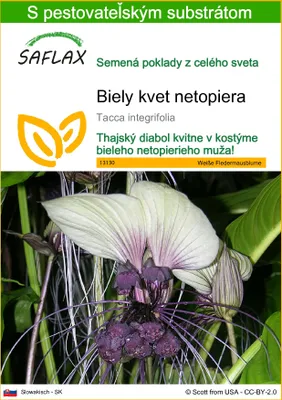 Obrázok produktu pre SAFLAX - Biely kvet netopiera - Tacca integrifolia - 10 Semená - S pestovateľským substrátom bez klíčkov