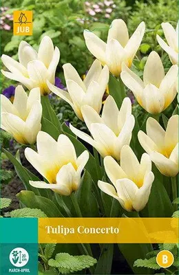 Productafbeelding van Tulipa Concerto JUB, 7 bloembollen