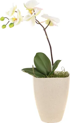 Produktbild von Orchideentopf Pflanzgefäß Kunststoff Modern Dekoration Innenbereich, 2 Stück
