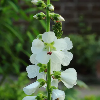 Produktbild von 6 x Präriemalve candida - Sidalcea candida  | Topf 9cm x 9cm
