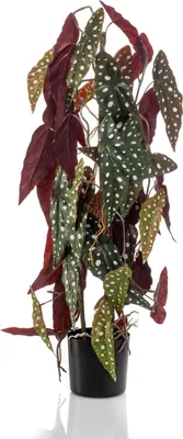 Produktbild von artplants.de Deko Forellenbegonie Michiko, grün-weiß, 75cm - Grünpflanze künstlich