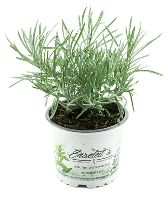 Produktbild von Enseleits Currykraut Pflanze, Helichrysum angustifolia