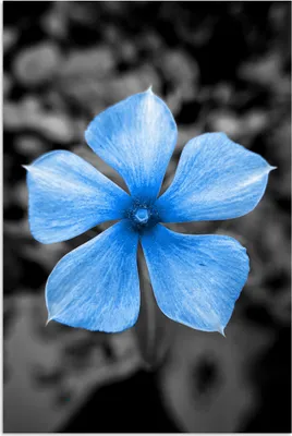 Produktbild von MuchoWow® Poster Blumen - Blau - Schwarz - Weiß 60x90 cm - Wanddekoration