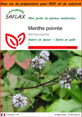 Image de SAFLAX Garden in the bag - Menthe poivrée - 300 graines - Mentha