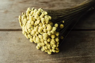 Produktbild von Paepalanthus amoenus im Bund, Größe ca. 50cm , viele Farben zur Auswahl | Batao, Farbe:Gelb