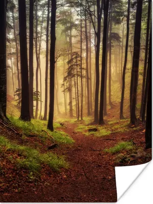 Produktbild von MuchoWow® Poster Bäume - Natur - Wald 30x40 cm - Wandplakat - Poster Kinderzimmer