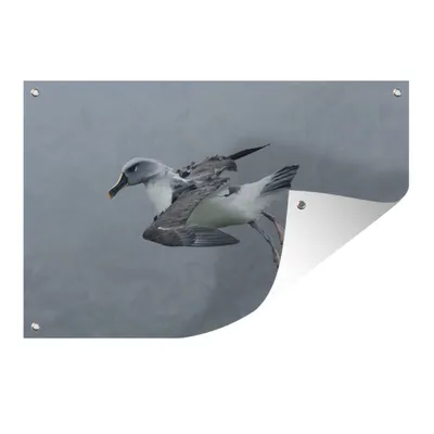 Obrázek produktu pro MuchoWow® Zahradní plakáty - Létající albatros šedohlavý - 40x60 cm - Zahradní dekorace