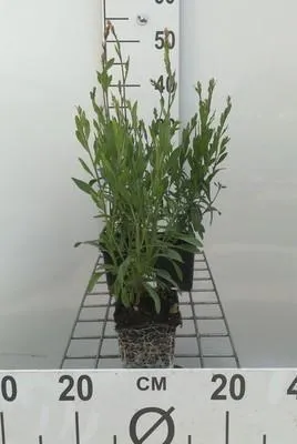 Zdjęcie produktu dla 6 x Gaura lindh. 'Whirling Butterflies'( oenothera li - Gaura - doniczka 9 x 9 cm