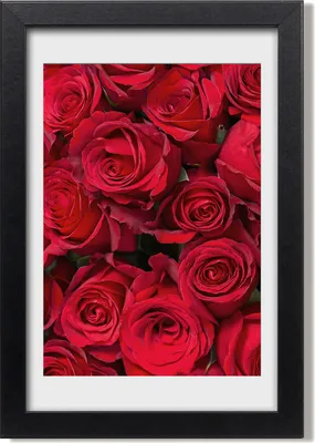 Produktbild von Bild 20x30 MDF-Rahmen, Wandkunst Rote Rosen