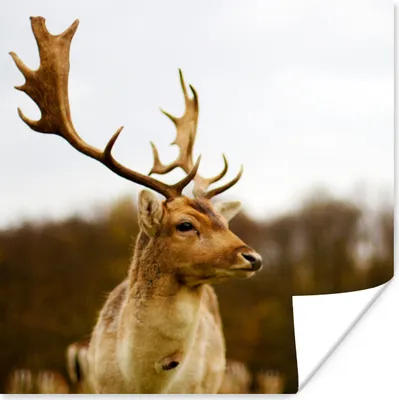 Produktbild von MuchoWow® Poster Damhirsch - Wald - Herde - Tiere - Natur 75x75 cm - Wand Dekoration