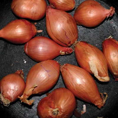 Produktbild von Segall,Ty-Fried Shallots (Ltd.12 Inch EP)