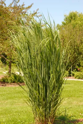 Produktbild von 5 x Panicum virgatum 'Northwind' (Ziergras/Gräser/Staude/Winterhart/Mehrjährig) Rutenhirse - BLICKFANG / TOP SORTE / EXTREM AUFRECHT - Stauden Gänge