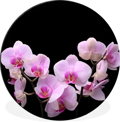 Produktbild von MuchoWow® Aluminium Wandkreis Orchidee - Blumen - Rosa - Flora Ø 60 cm Wanddeko Modern Wohnzimmer - Wand Kreis - Wandbild - Schlafzimmer - Aluminium Bild - Kinderzimmer - Wohnzimmer Dekoration - Wandschmuck