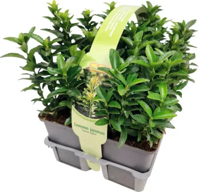 Obrázek produktu pro Brslen japonský FloraSelf Euonymus japonicus 'Green Spire' balení 6 ks