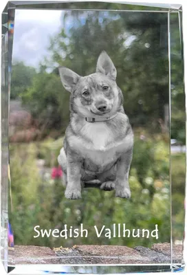 Produktbild von Schwedischer Vallhund, Västgötaspets, Westgotenspitz - Kristall mit einem Hundebild, Bild im Glas, moderne Ausstellung des Art-Dog-Bildes.
