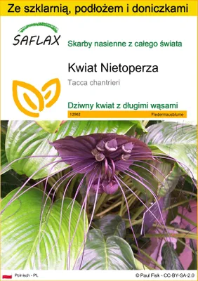 Zdjęcie produktu dla SAFLAX - Zestaw do uprawy - Kwiat Nietoperza - 10 Nasiona - Z mini szklarnią, podłożem uprawowym i 2 doniczkami - Tacca chantrieri