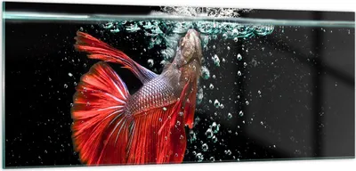 Produktbild von Bilder auf glas - Fisch Wasser Natur - 100x40cm - Glasbilder - Wandbilder - Kunstdruck - zum Aufhängen bereit - Wanddekoration aus Glas - Glas Bilder - Wandbild auf Glas - Einteilig - GAB100x40-3492