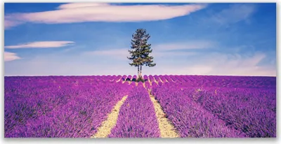 Produktbild von Glasbilder 120x60 Wandbild Druck auf Glas Wiese Baum Landschaft