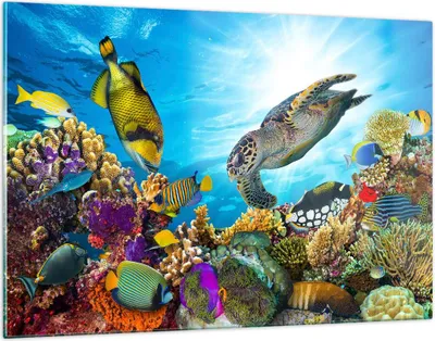 Produktbild von Bilder auf glas - Riff Koralle Fisch - 120x80cm - Glasbilder - Wandbilder - Kunstdruck - zum Aufhängen bereit - Wanddekoration aus Glas - Glas Bilder - Wandbild auf Glas - Einteilig - GAA120x80-3704