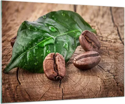 Produktbild von Bilder auf glas - Aroma Kaffee Pflanze Samen - 100x70cm - Glasbilder - Wandbilder - Kunstdruck - zum Aufhängen bereit - Wanddekoration aus Glas - Glas Bilder - Wandbild auf Glas - GAA100x70-2548