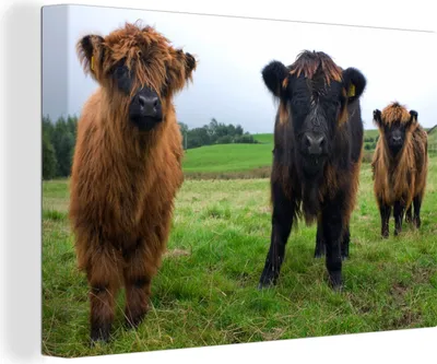 Produktbild von OneMillionCanvasses® - Leinwandbilder - 140x90 cm, Schottische Hochlandrind - Kühe - Natur - Grün - Gras, Wandbilder Wohnzimmer Hochland Rind - Tier Wanddekoration - Hochland Rind - Kuh - Gemälde auf