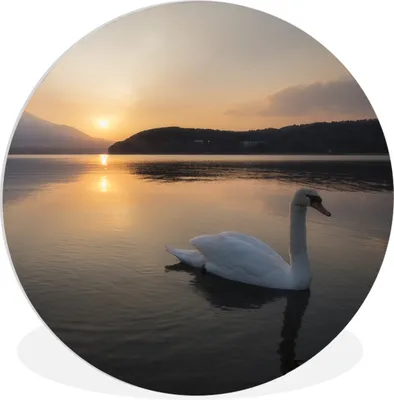 Produktbild von MuchoWow® Rundes Wandbild - Runde Bilder Schwan - Berg - Sonne Ø 30 cm Kreis Wanddekoration Kunststoff - Wandkreis - Wandschmuck - Schlafzimmer - Bilder - Der Kreis - Kunst für die Wohnung - Plastik - Kunstdruck - Wandbild