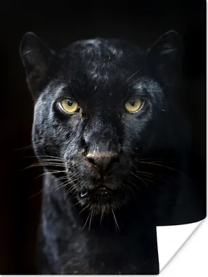 Produktbild von MuchoWow® Poster Panther - Schwarz - Gelb 90x120 cm - Wohnzimmer