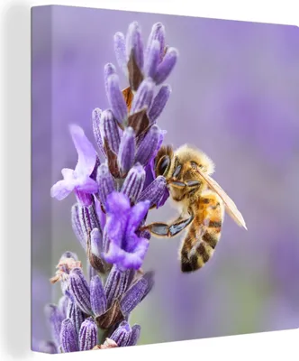 Produktbild von MuchoWow® - Leinwandbilder - Biene auf Lavendel, Wandbild, Wanddeko Bilder Wohnzimmer, 90x90 cm